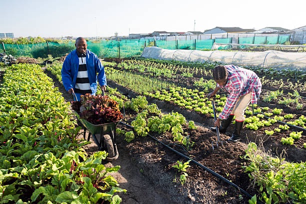 A morning image of two africans adults  harvesting vegetables, one is pushing a wheelbarrow filled with harvested vegetables, the other is harvesting with a pitchfork